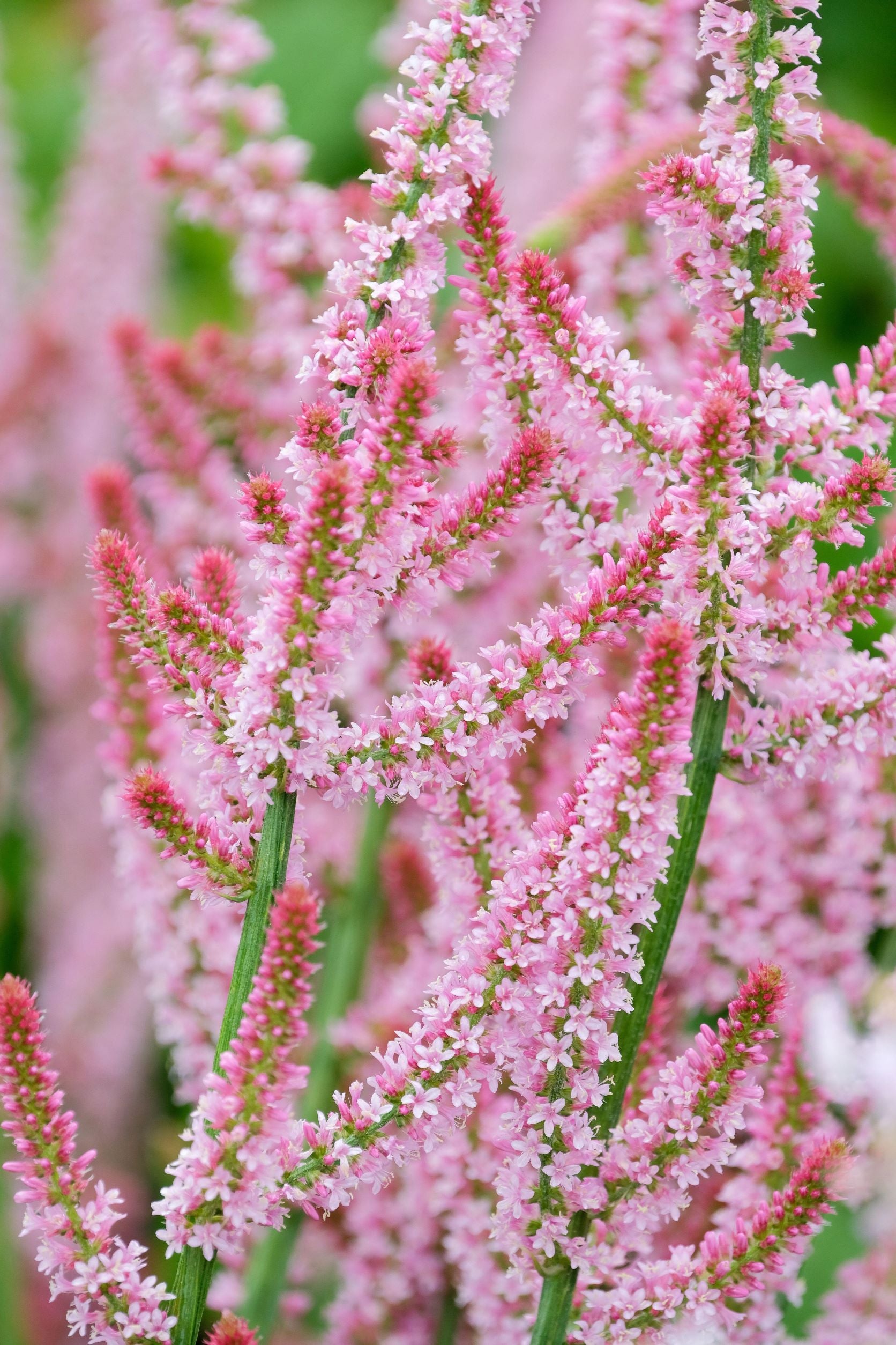 Statice Russian Rat's Tail Pink Poker Flower X 100 Seeds Veggie