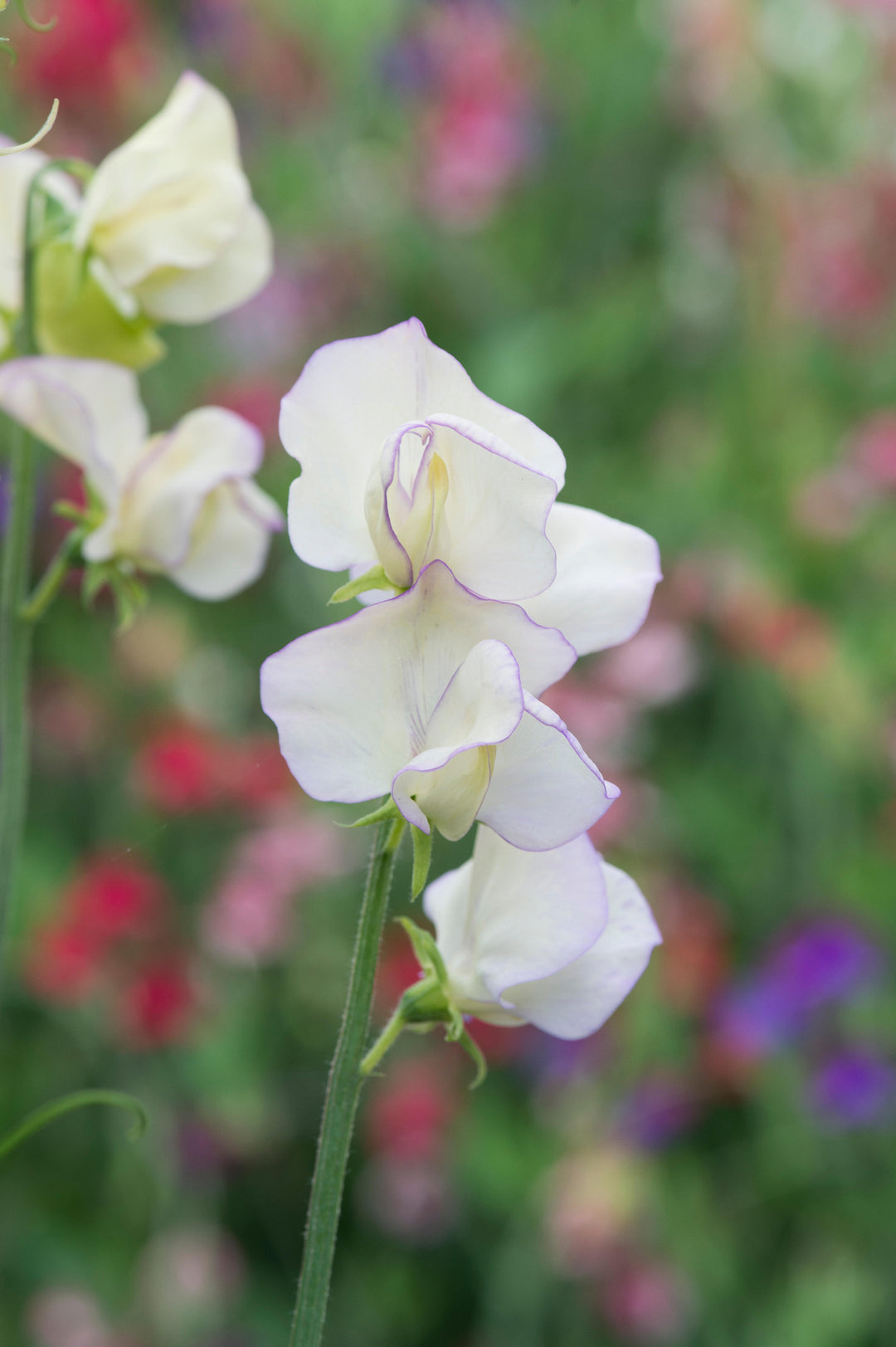 Sweet Pea High Scent Flower 
