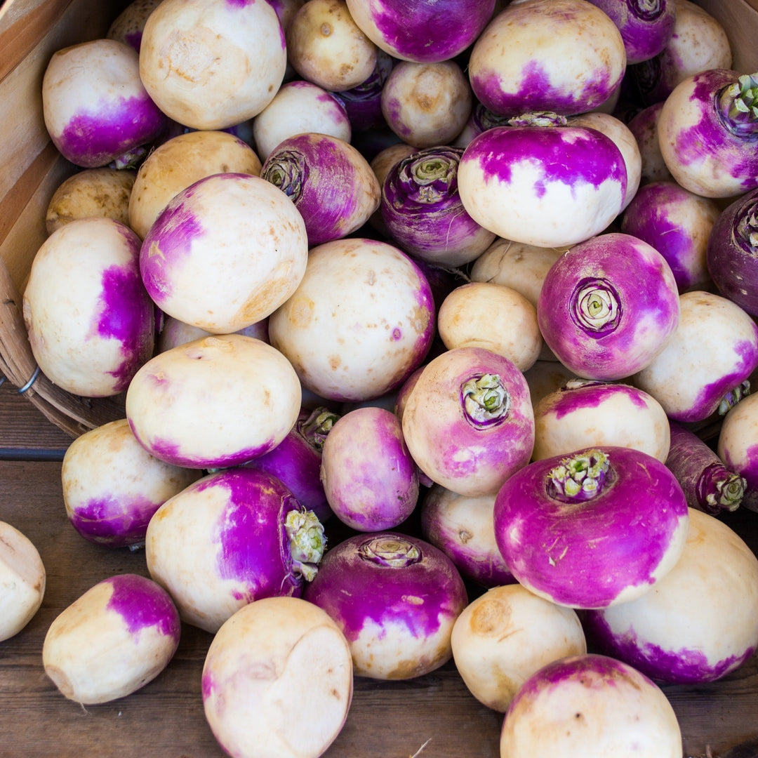 Turnip Purple Top White Globe 