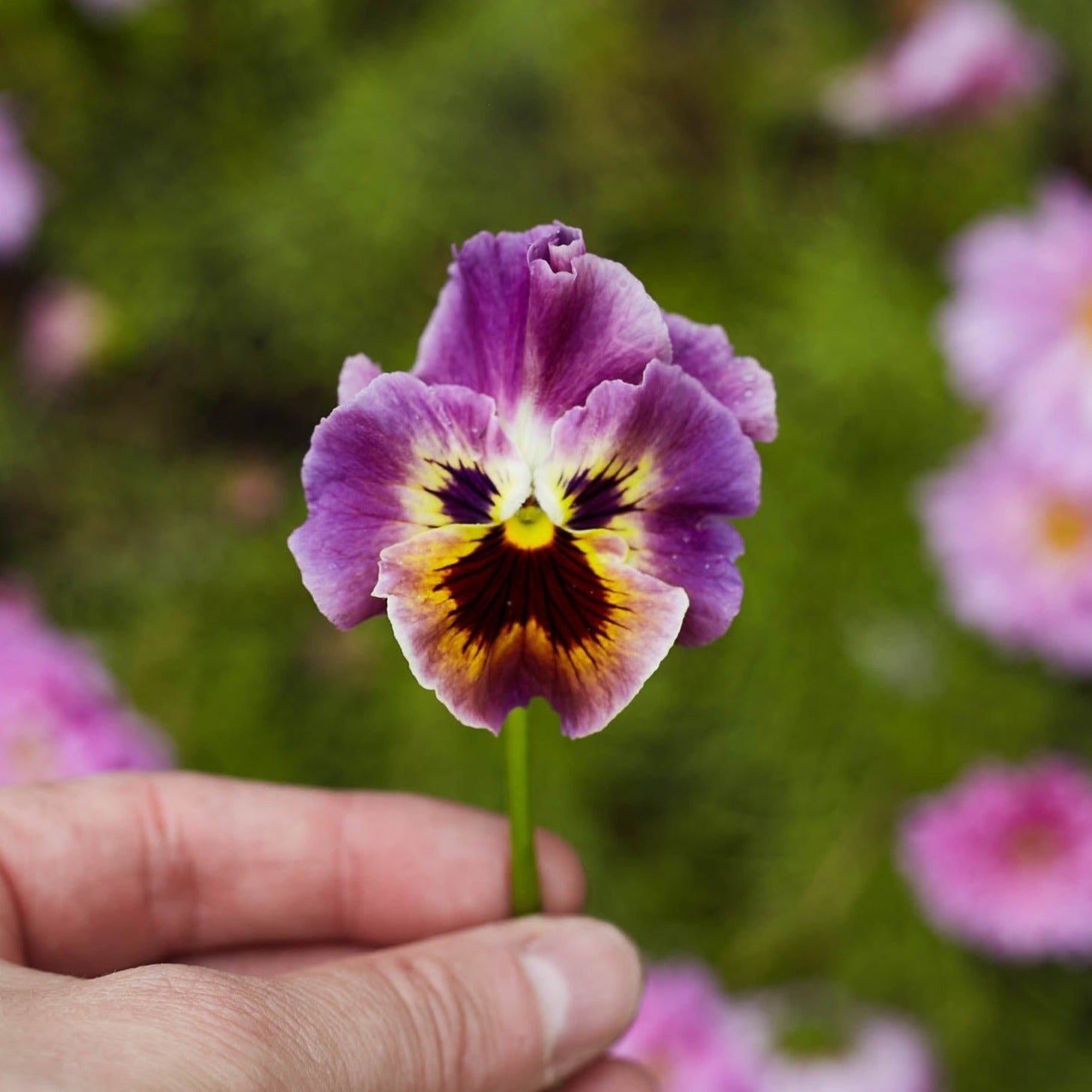 Viola Rococo Frilled Mix Flower | X 100 Seeds – Veggie & Flower Garden ...