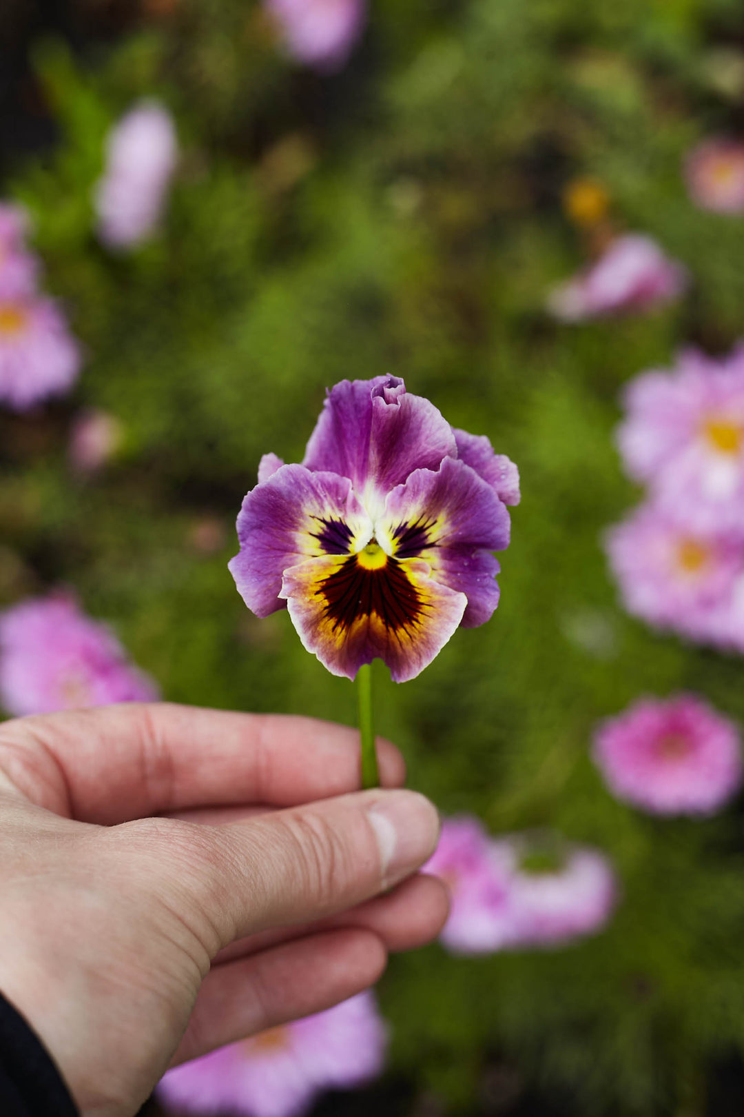 Viola Rococo Frilled Mix Pansy Flower | X 100 Seeds