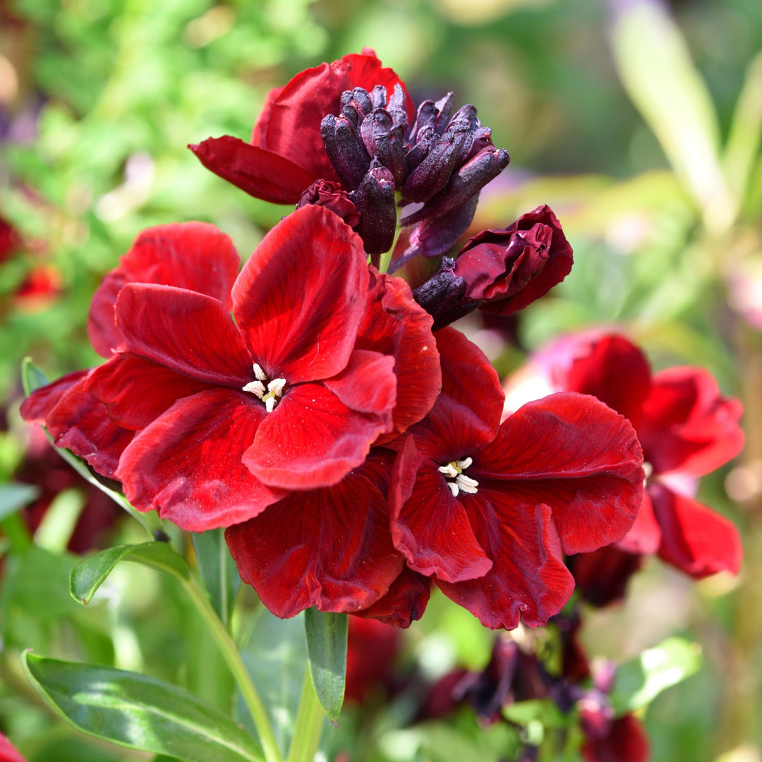 Wallflower Ruby Gem Flower 