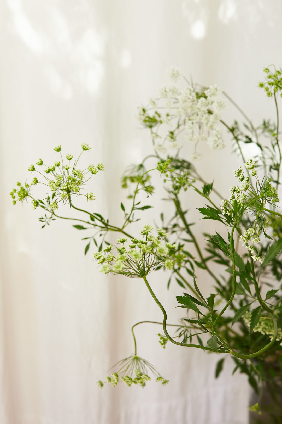 White Dill Ammi 'False Queen Anne's Lace' Flower