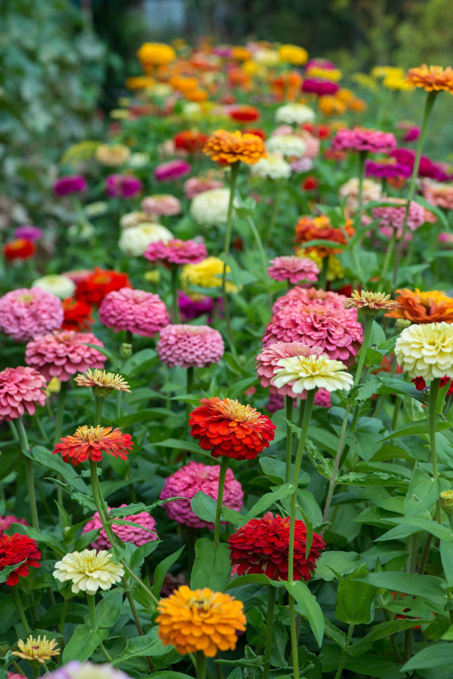 Zinnia State Fair Mix Flower X 50 Seeds Veggie & Flower Garden Seeds